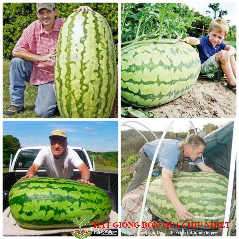 149A 10 Hạt Giống Dưa Hấu Khổng Lồ