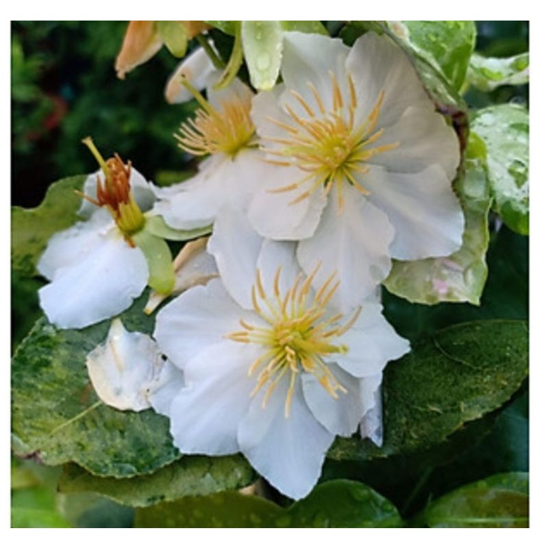 Cây Mai Trắng ( bạch mai ) HDCC