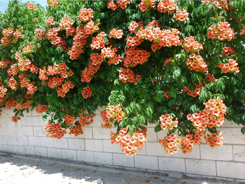 Đăng tiêu hoa leo đẹp - Cây trong bầu cao 60 cm