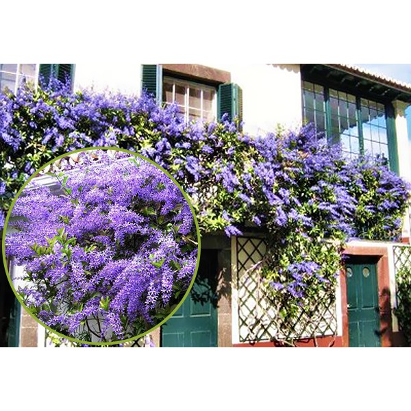 Hoa Leo Mai Xanh Thái Lan