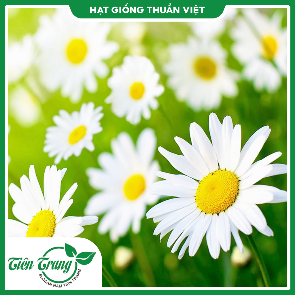 Hạt giống hoa cúc họa mi tn