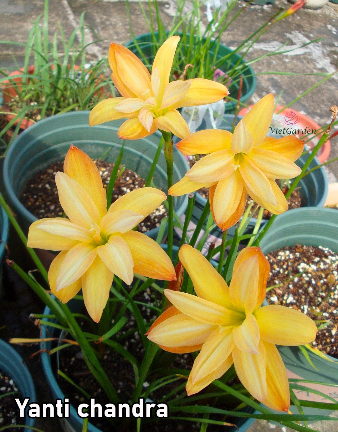 Củ huệ mưa kép ngoại màu vàng mỡ gà Yanti chandra, củ ngải, đảm bảo sống 100%, giá niêm yết là giá 1 củ size hoa.