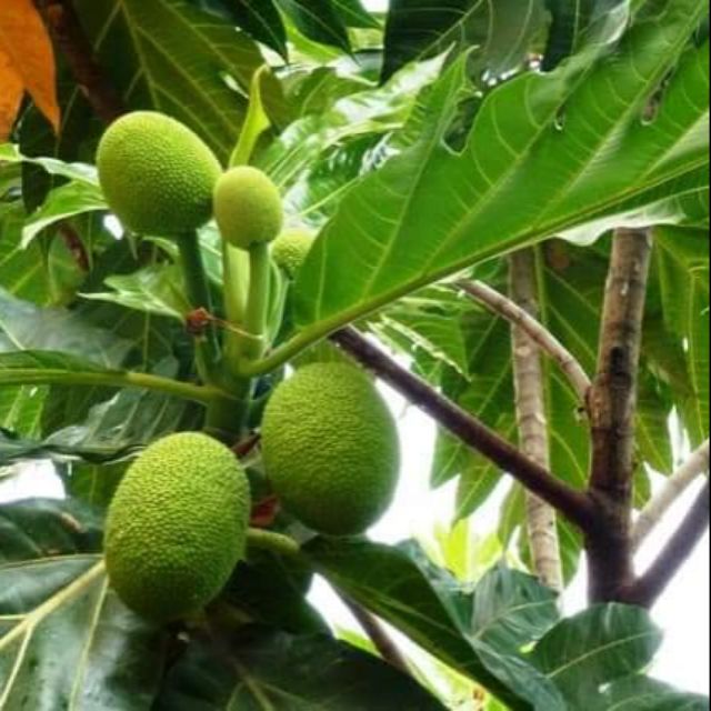 CÂY GIỐNG SA KÊ - CÂY GIỐNG CHUẨN F1 - SIÊU QUẢ - CAM KẾT GIỐNG CHUẨN