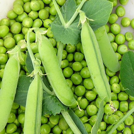 Hạt giống đậu hà lan gói 20gram, cây khỏe đẻ nhiều nhánh, thu hoạch sau 1 tháng gieo hạt