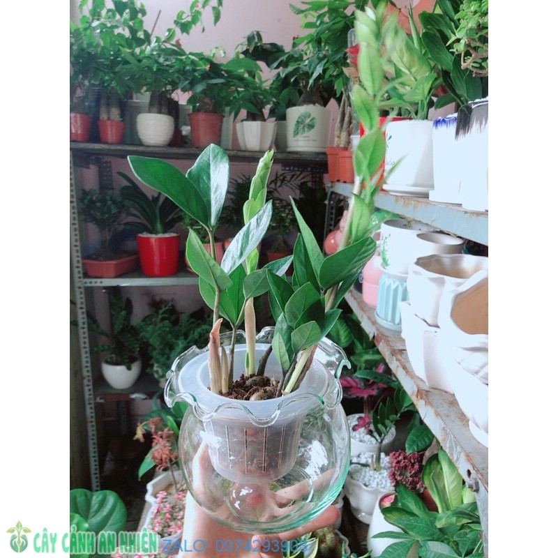 Chậu cây kim tiền thái thuỷ sinh
