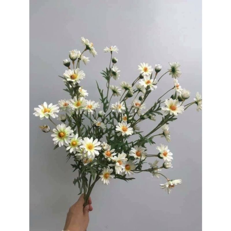 Cành cúc họa mi - cúc la mã siêu đẹp