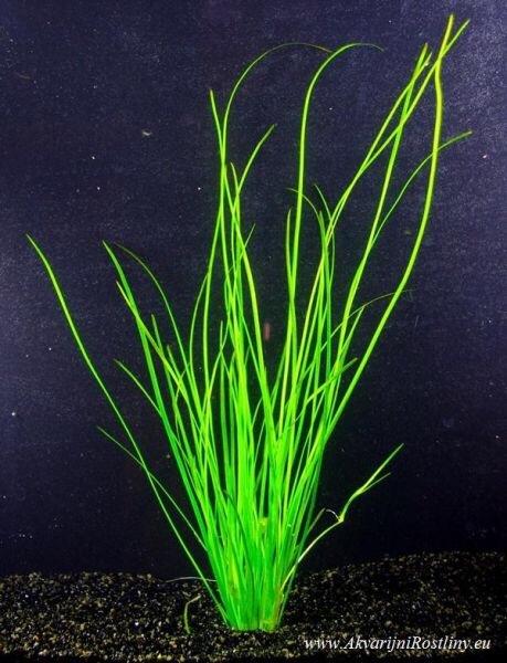 CỎ CỌP THỦY SINH