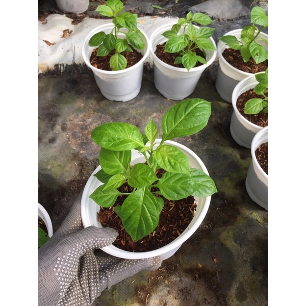 Ớt giống peru aji charapita - ớt hạt tiêu mắc nhất thế giới