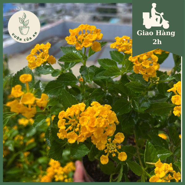 Hoa ngũ sắc / trâm ổi vàng cây cảnh hoa trồng sân vườn, sai hoa, nở hoa quanh năm, vườn của an