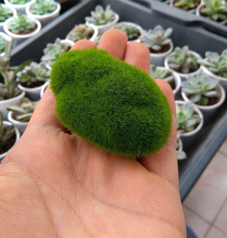 Phụ kiện trang trí tiểu cảnh: mẫu cầu rêu