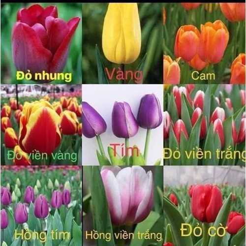 Combo 5 củ giống hoa tulip