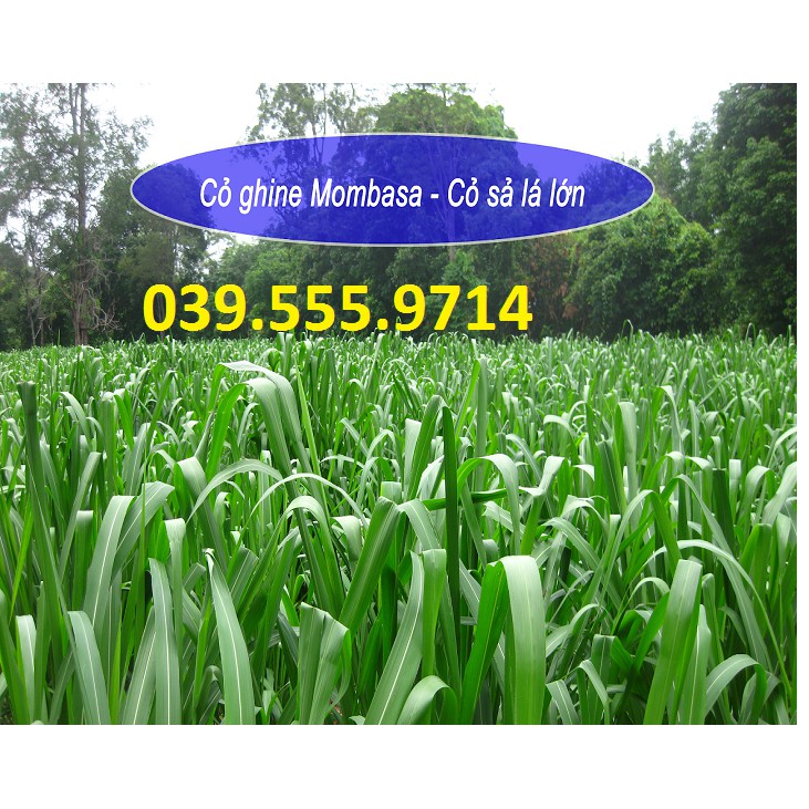 Hạt giống cỏ sả lá lớn mombasa ghine 200g