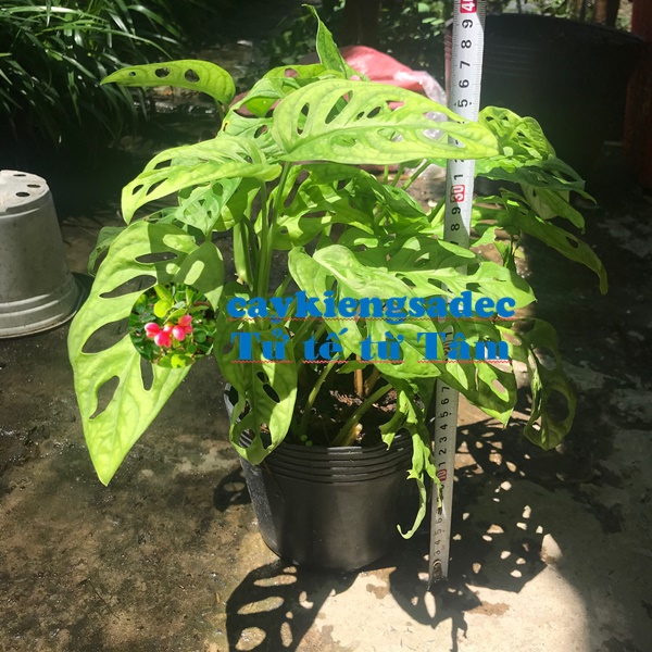 caykiengsadec - Cây Trầu bà lỗ chậu (treo hoặc nhựa đen) - hoa kiểng lá - trang trí nội thất cảnh quan sân vườn ngoài trời