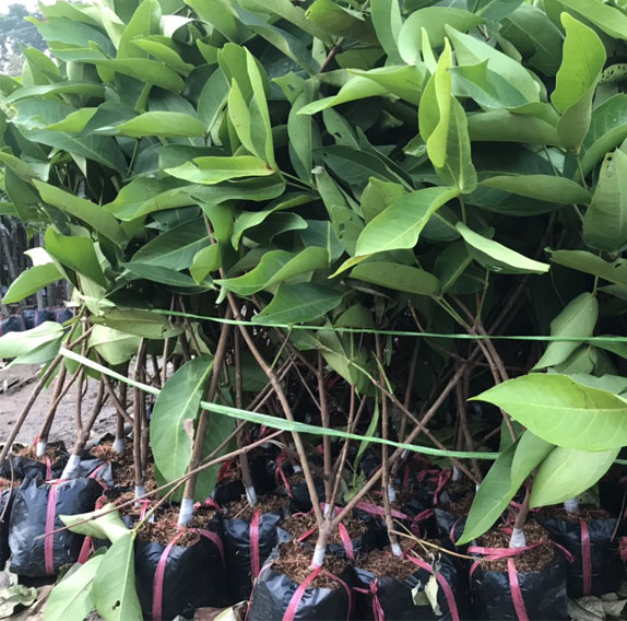 Cây giống roi đỏ, cây mận an phước, cây roi đỏ an phước