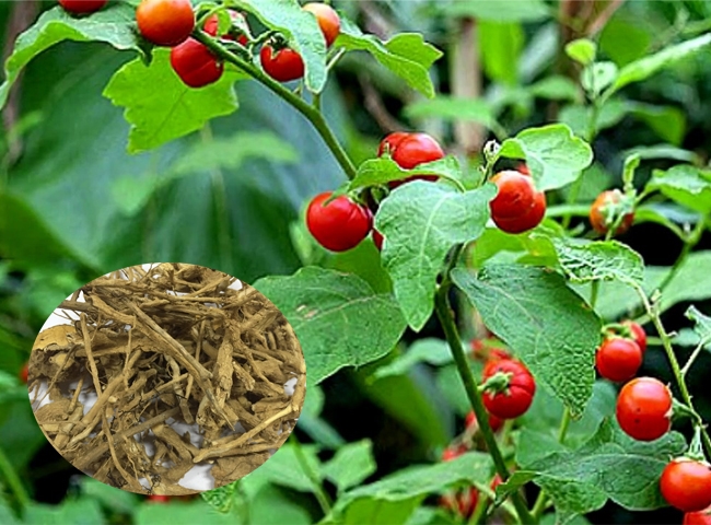 Cây cà gai leo giống, cây giống nguyên bầu, thảo dược bệnh về gan