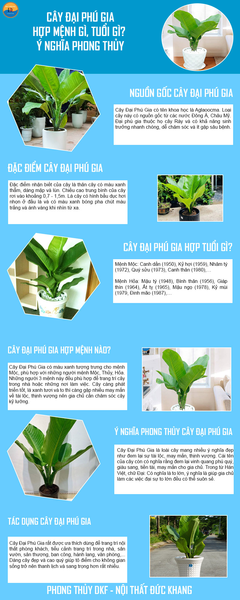 Cây Đại Phú Quý Hợp Mệnh Gì? Tìm Hiểu Ý Nghĩa và Cách Chăm Sóc