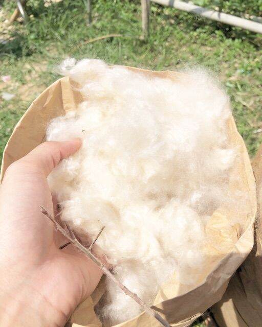 Bông gòn từ cây gòn thiên nhiên dùng nhồi gối thú bông,.....gòn trái