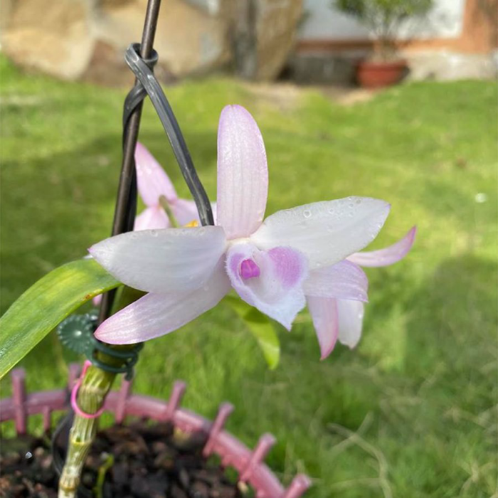 Hoa lan phi điệp, giã hạc 5 cánh trắng phú thọ mắt mờ Kie