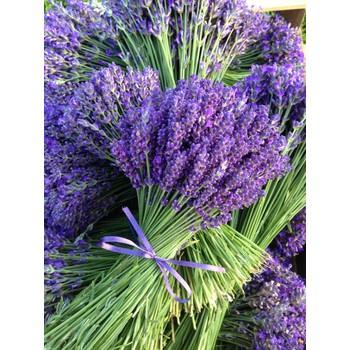 Hạt giống hoa oải hương Lavender tím gói 100 hạt