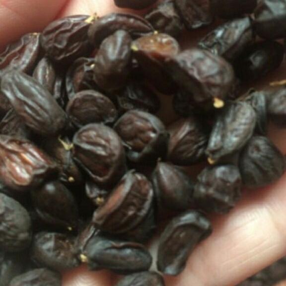 50g hạt dổi rừng