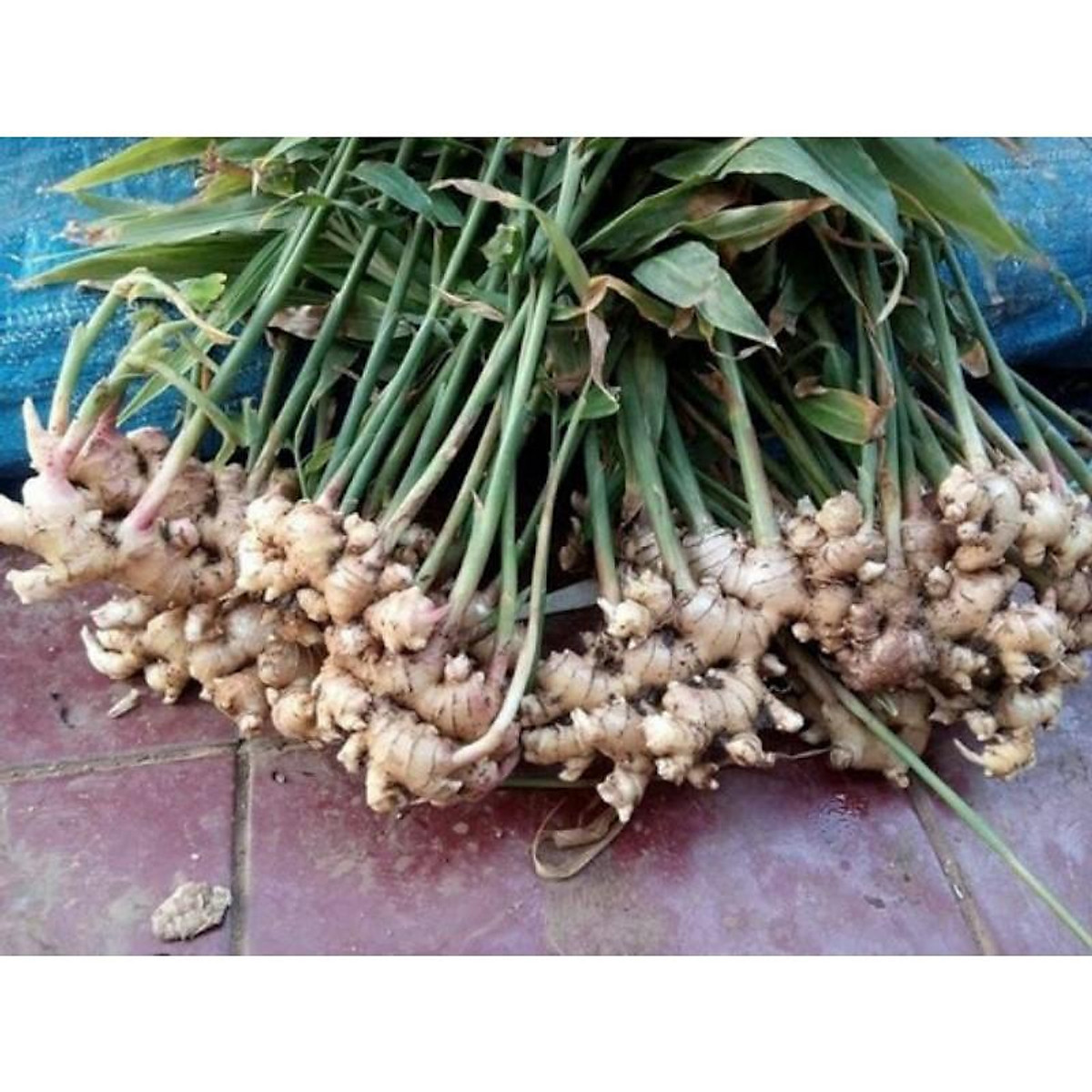 gừng củ giống (1kg)