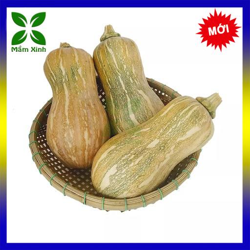 Hạt giống bí hồ lô trang nông tn 6 gói 2gr, hạt giống bí rợ, bí đỏ, bí ngô