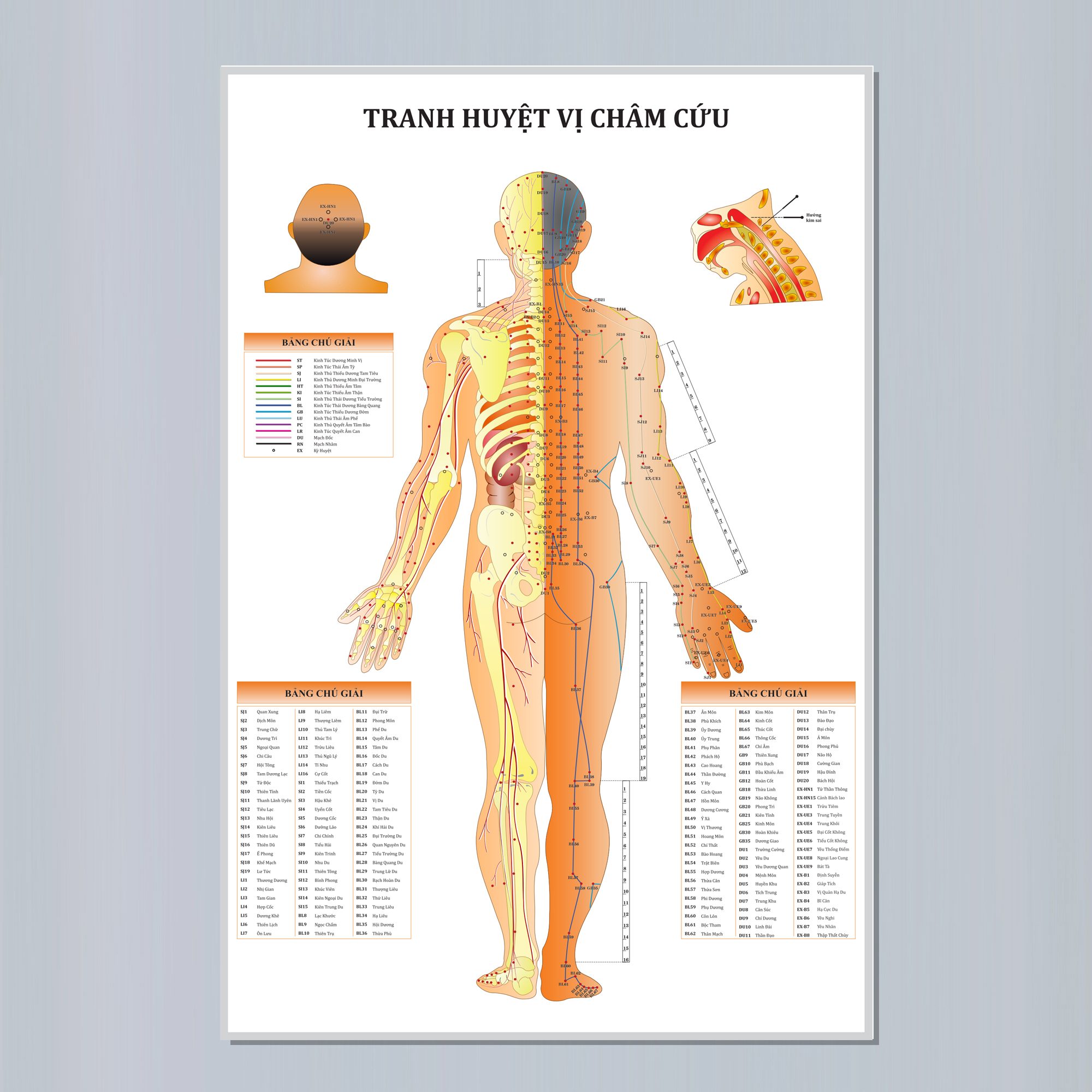 Tranh huyệt vị châm cứu - Mặt sau - 50x75cm - Decal dán