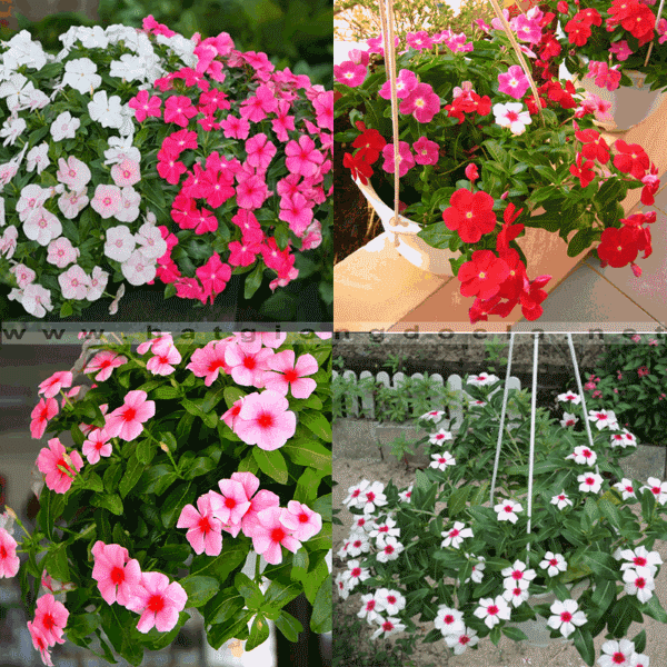 Hạt giống hoa dừa cạn rũ nhiều màu -gói 50 hạt