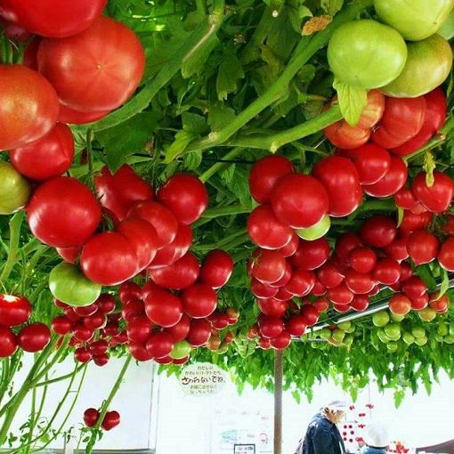 Hạt giống cà chua leo giàn