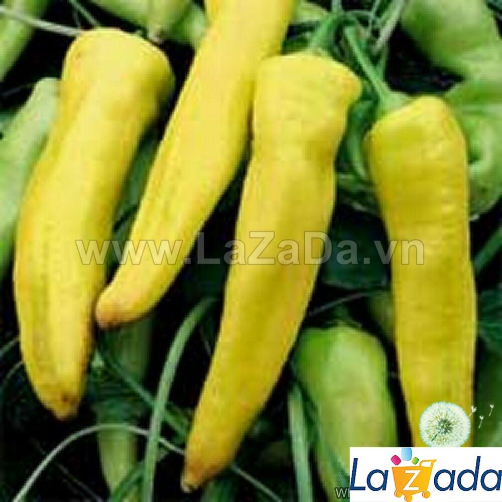 15h Hạt Giống Ớt Sừng Vàng Banana Cao Sản (A2.104| B53*W41*M004)