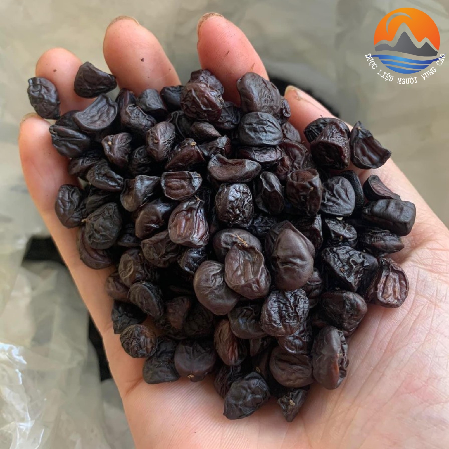 Hạt Dổi nếp rừng đặc sản Tây Bắc gói 50g , gói 100g , Hạt rổi, hạt giổi rừng chuẩn