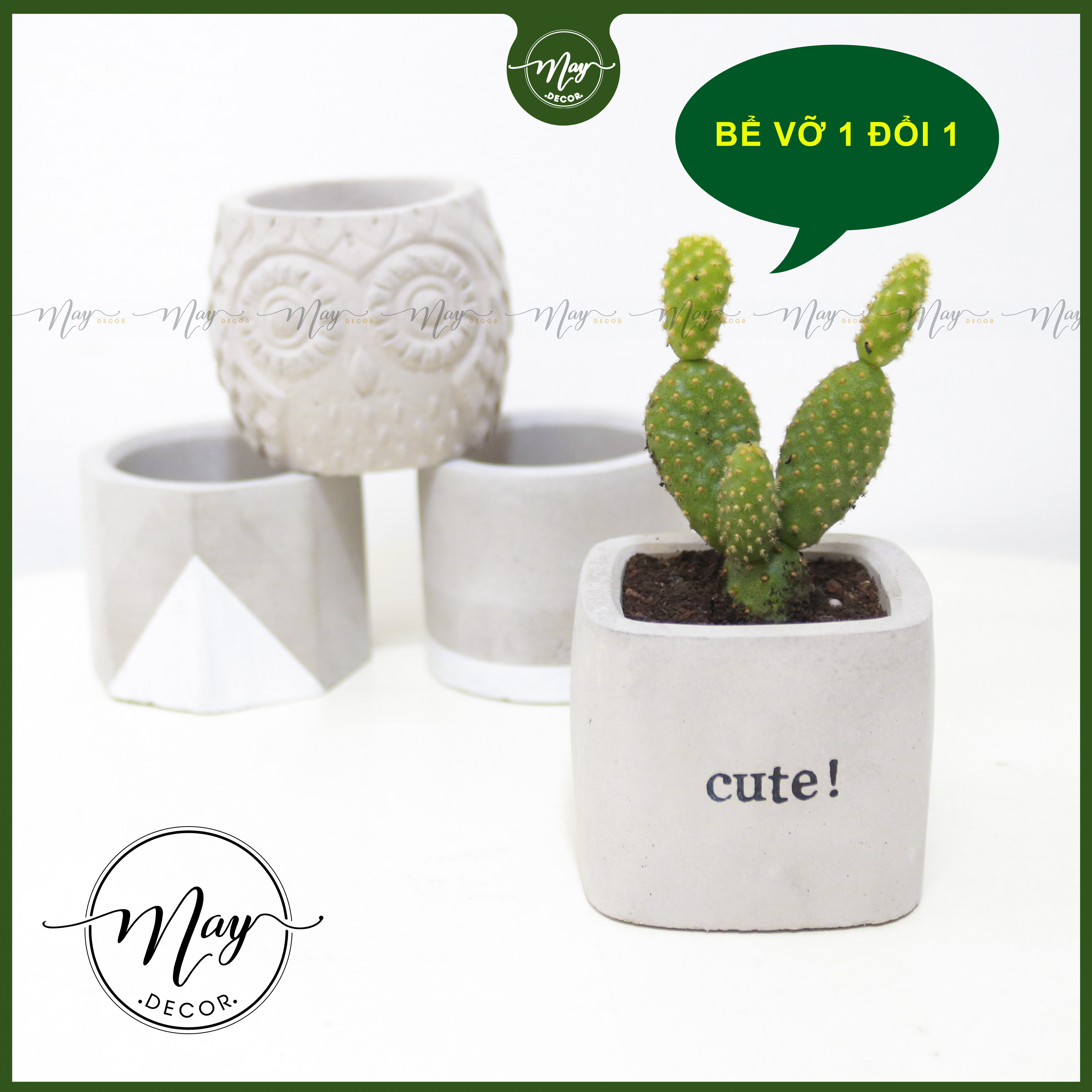 Cây thật, Chậu xi măng, xương rồng tai thỏ mini