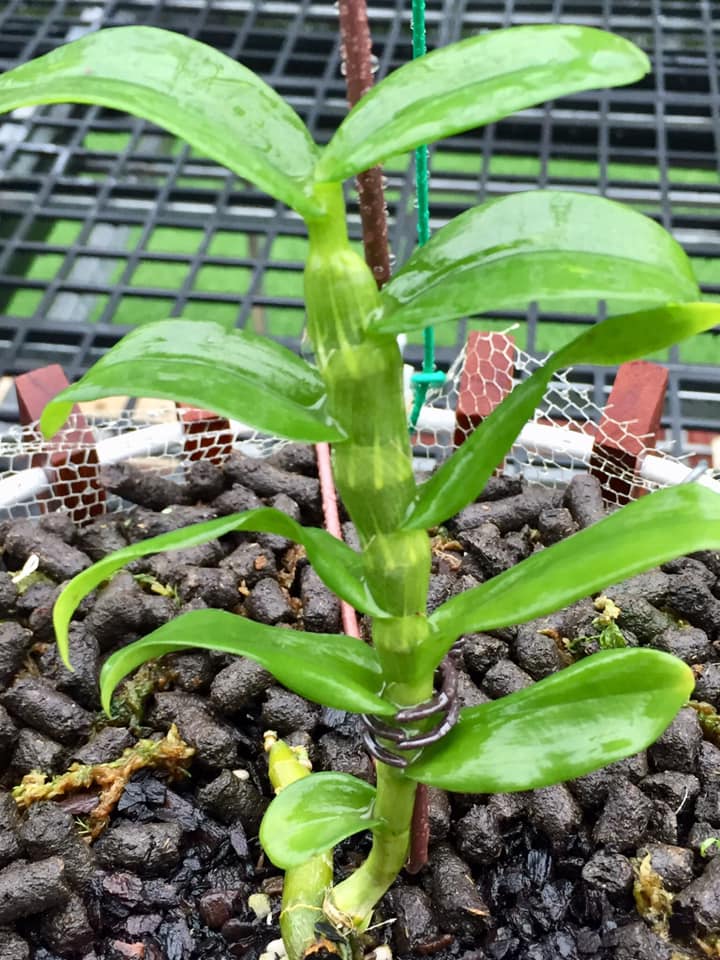 CỐC Lan phi điệp đột biến 5 CÁNH TRẮNG PHỦ TRÌ -