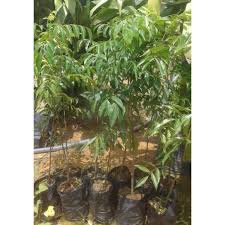 Cây mắc mật giống -cây gia vị + cây dược liêu