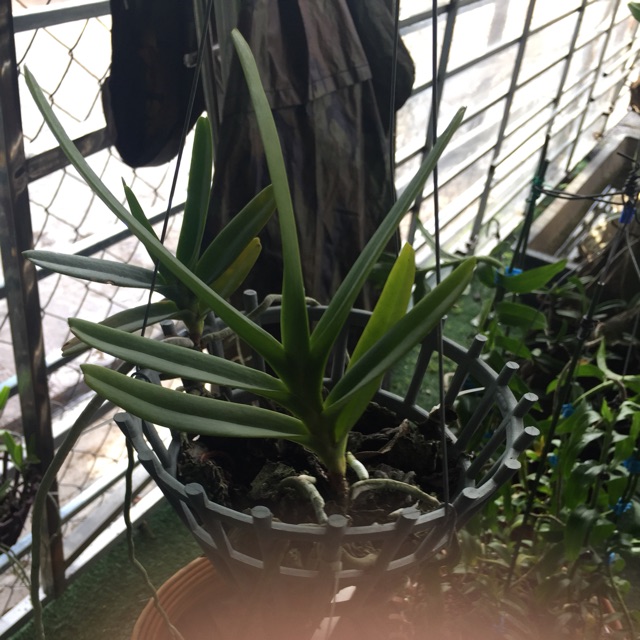 Chậu lan hoàng nhạn như hình