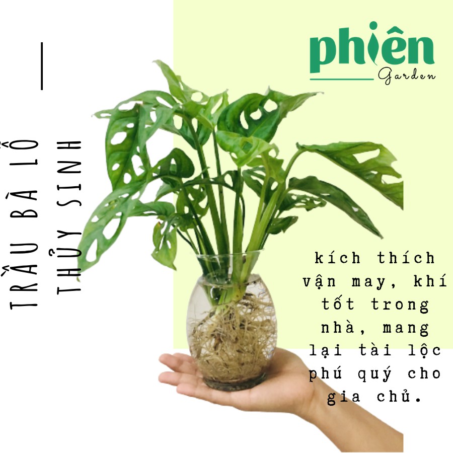 Cây Trầu Bà Lỗ thủy sinh để bàn chậu thủy tinh