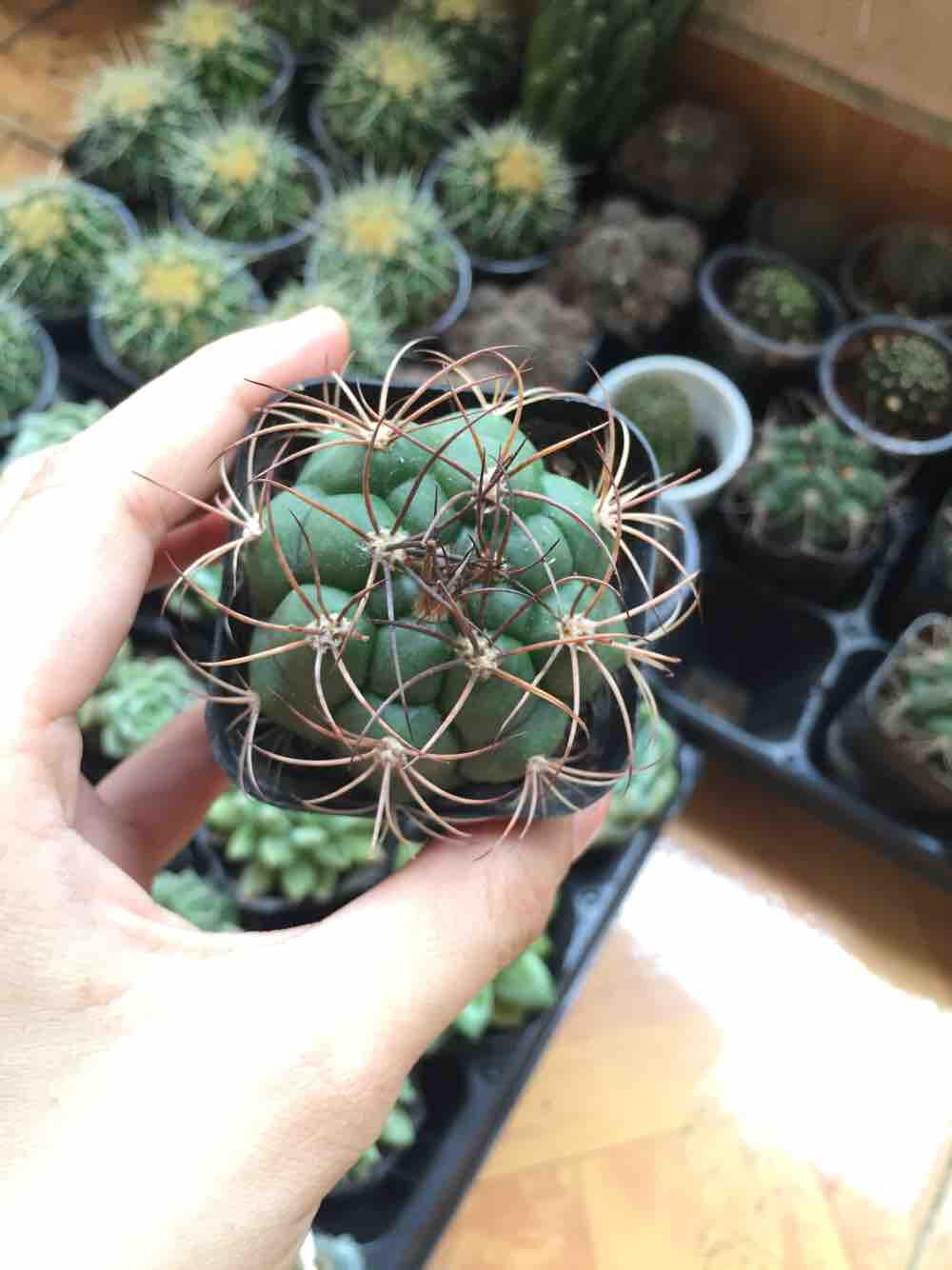 Xương rồng tân thiên địa