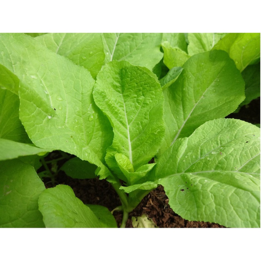 Hạt giống cải mơ 20gr ~4000 hạt