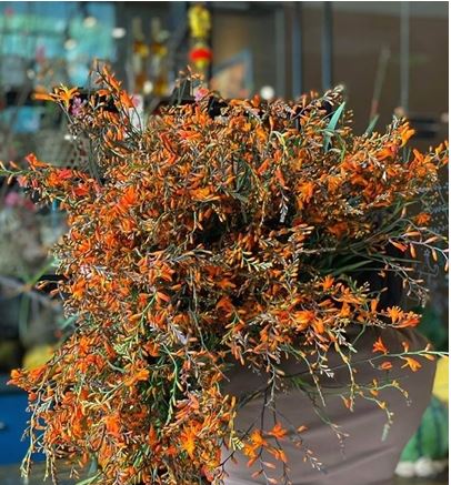 Combo 10 củ giống hoa dơn lúa (Lay ơn lúa) - Giống hoa lay ơn rừng trồng khoảng 5 tháng cho hoa.