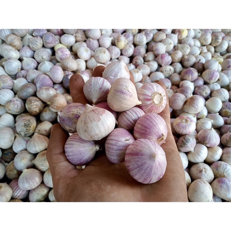 tỏi cô đơn 1 kg giá rẻ