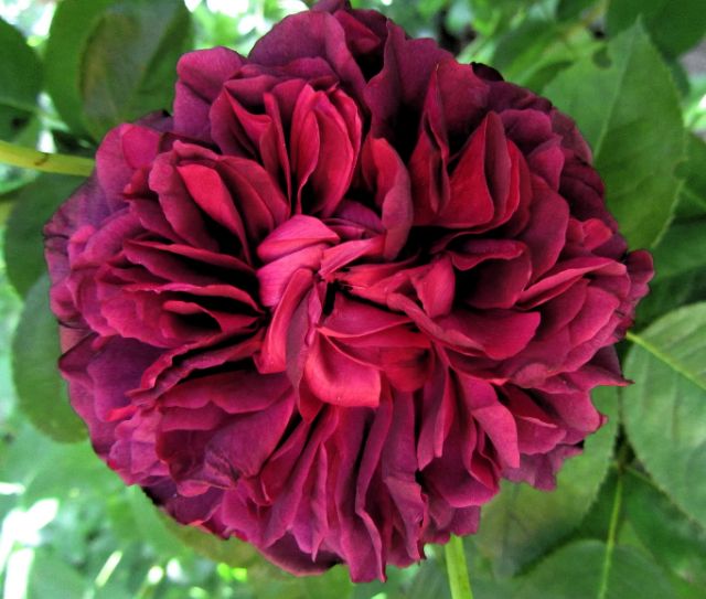 Cây hoa hồng ngoại The Prince, mặt hàng đang được săn đón, chất lượng sản phẩm đảm bảo và cam kết hàng đúng mô tả