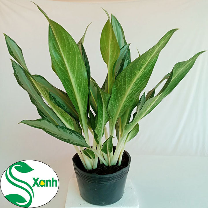 Cây Cảnh Nội Thất Trong Nhà Giữ Tiền May Mắn