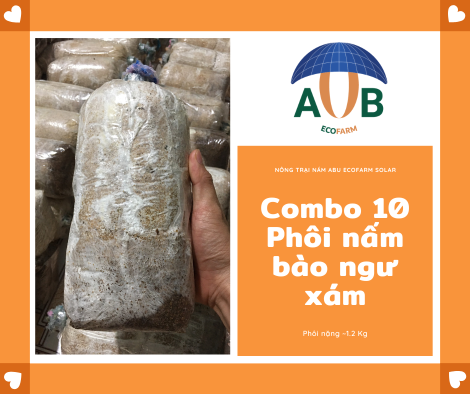 Combo 10 Phôi nấm bào ngư xám tại Abu Ecofarm Solar