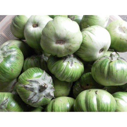 100 hạt giống cà bát xanh - nông nghiệp nam an