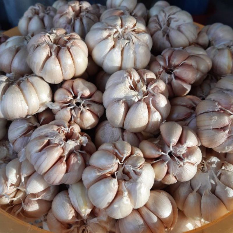 500gr tỏi phan rang nhánh to