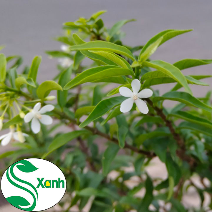 Cây Mai Chiếu Thủy