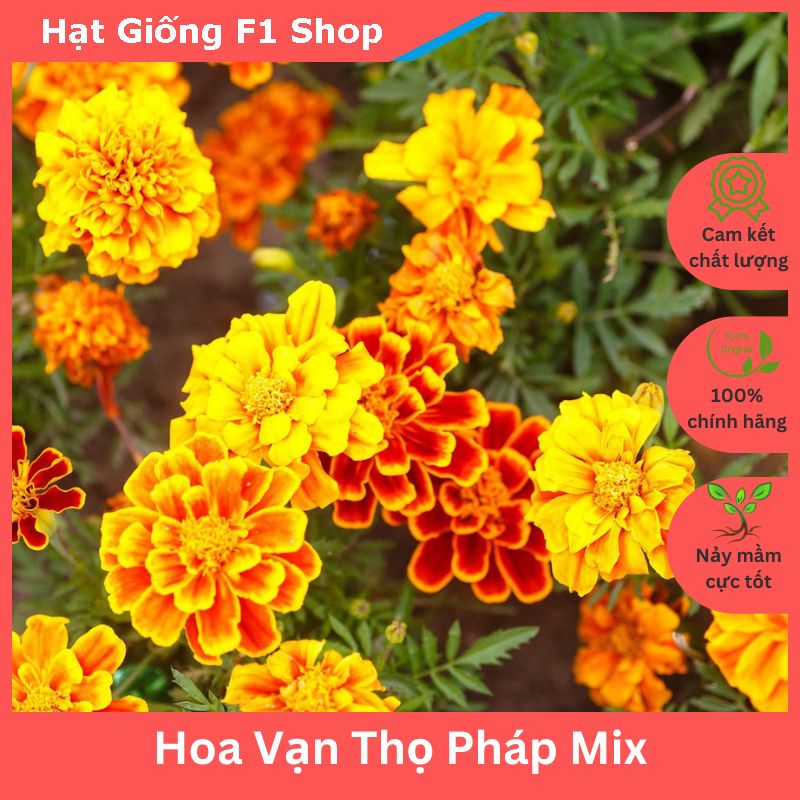Hạt giống hoa vạn thọ pháp nhiều màu mix