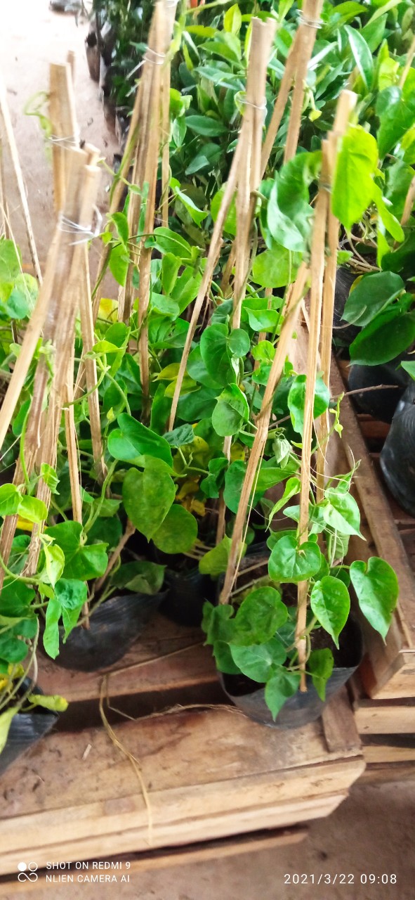 Cây Giống Hoa Thiên Lý Có Bầu Đất To