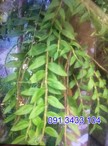 1 bó lan long tu lào rừng tây bắc hàng thuần siêu to, hoa siêu đẹp