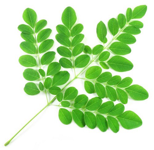 Bột chùm ngây Tâm Phúc, lá chùm ngây sấy lạnh nguyên chất, bột ăn dặm cho bé, bột rau củ sấy lạnh